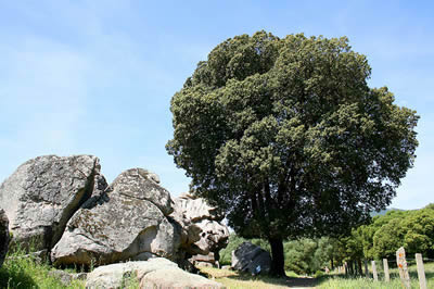 Quercus_ilex_Chene_Vert_Jean-Pol Grandmont